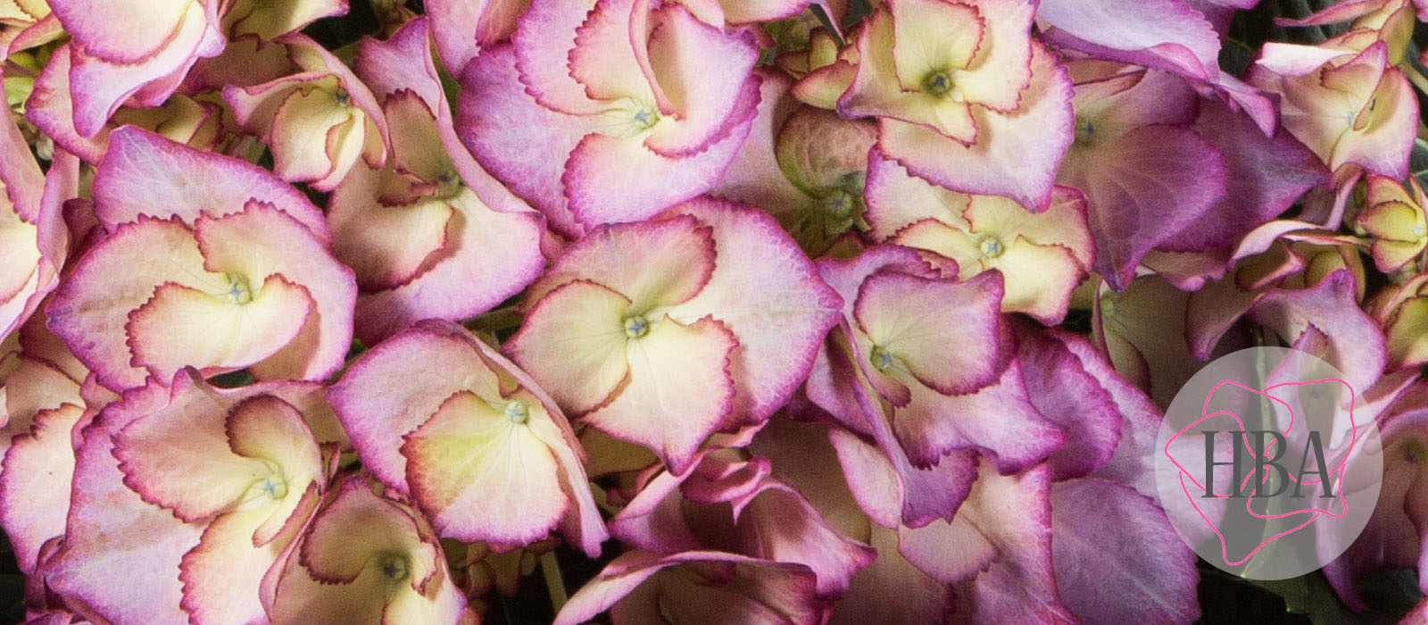 Adula-purple-H211901-HBA