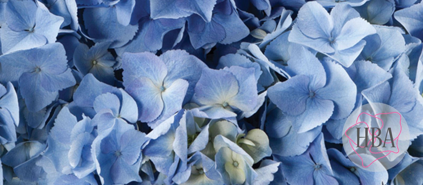 Baby-Blue-HBABAB-HBA-3