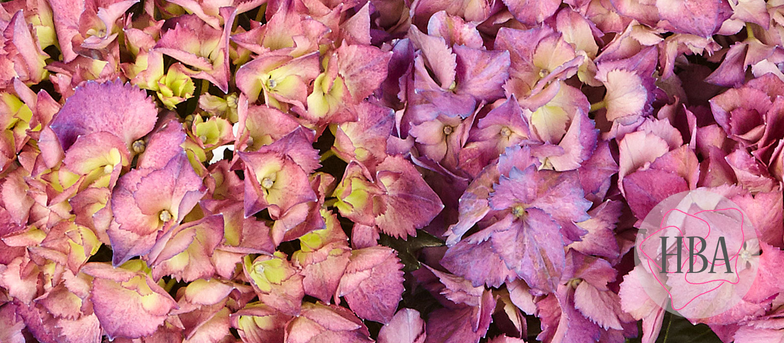 Baladia-blue-H218922-HBA