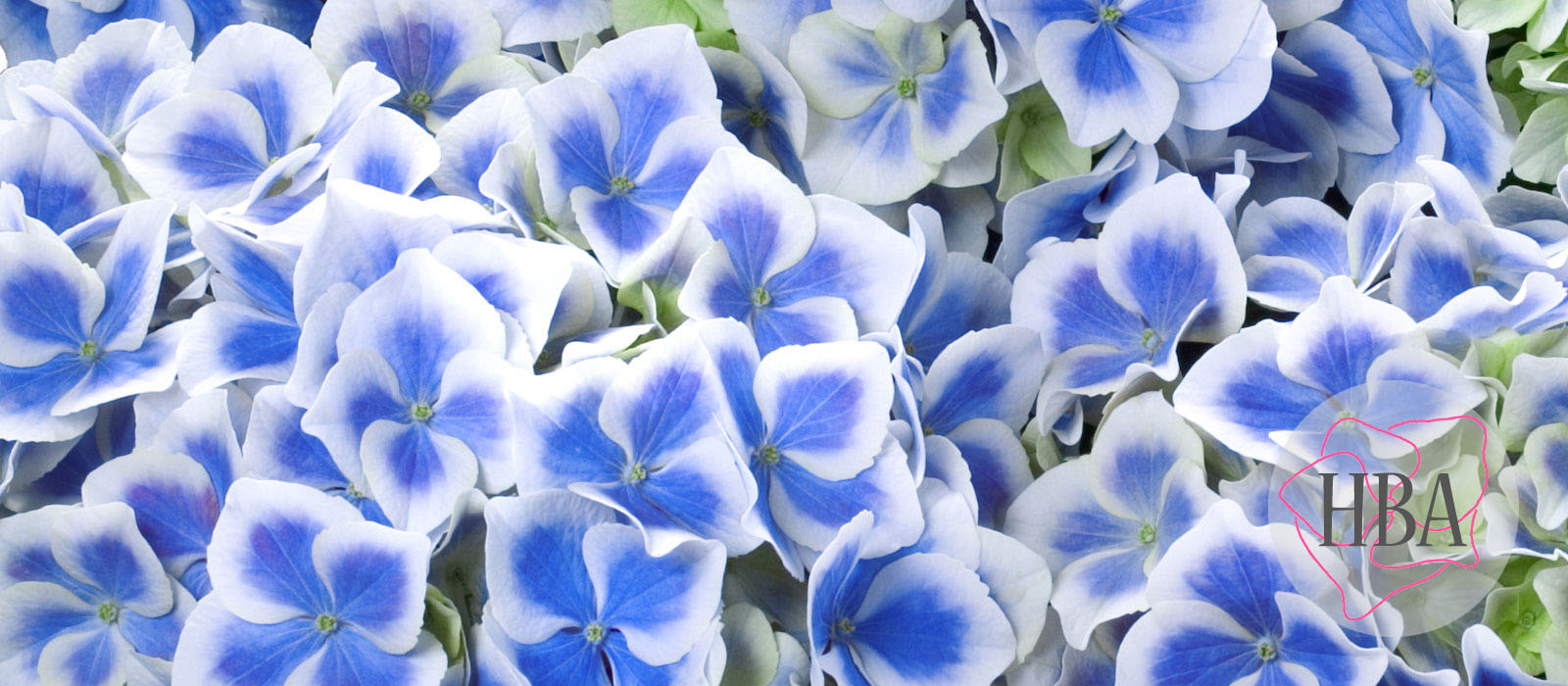 Bavaria-BAVARIA-HBA-3