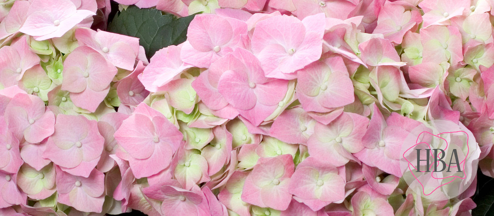 Bela-pink-BELA-1-HBA-1