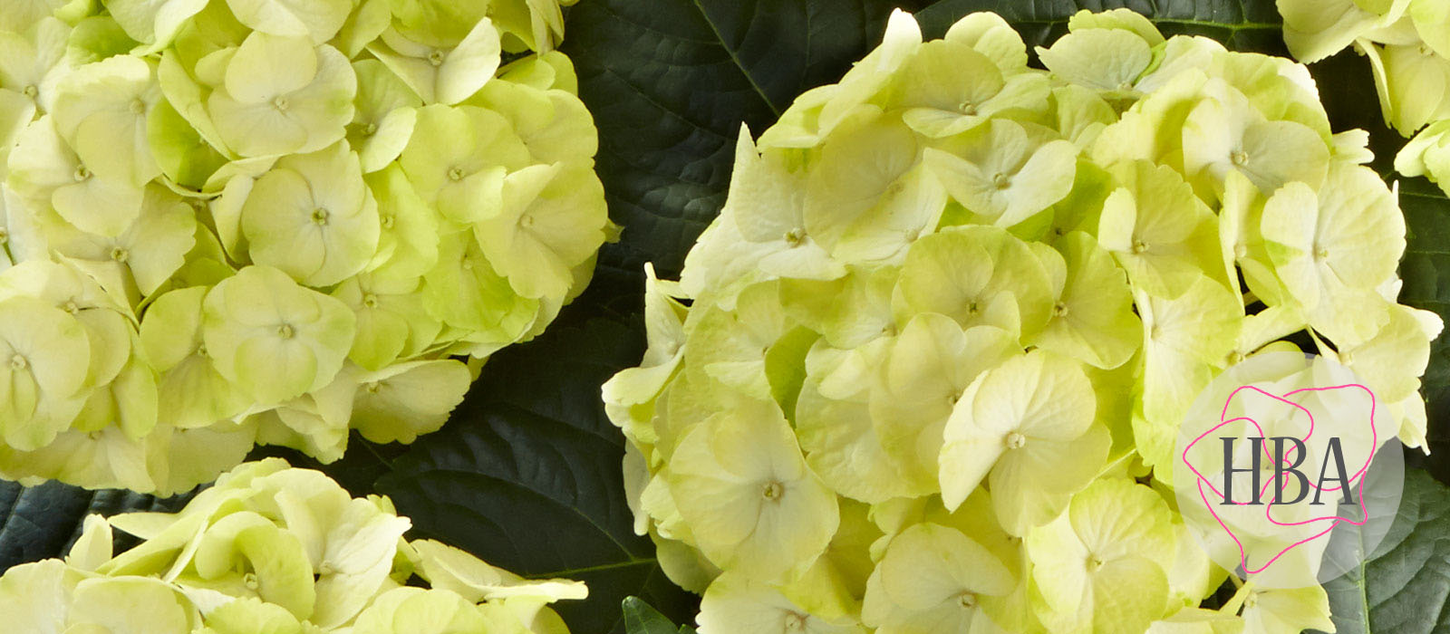 Caipirinha®H212907-3-HBA-1