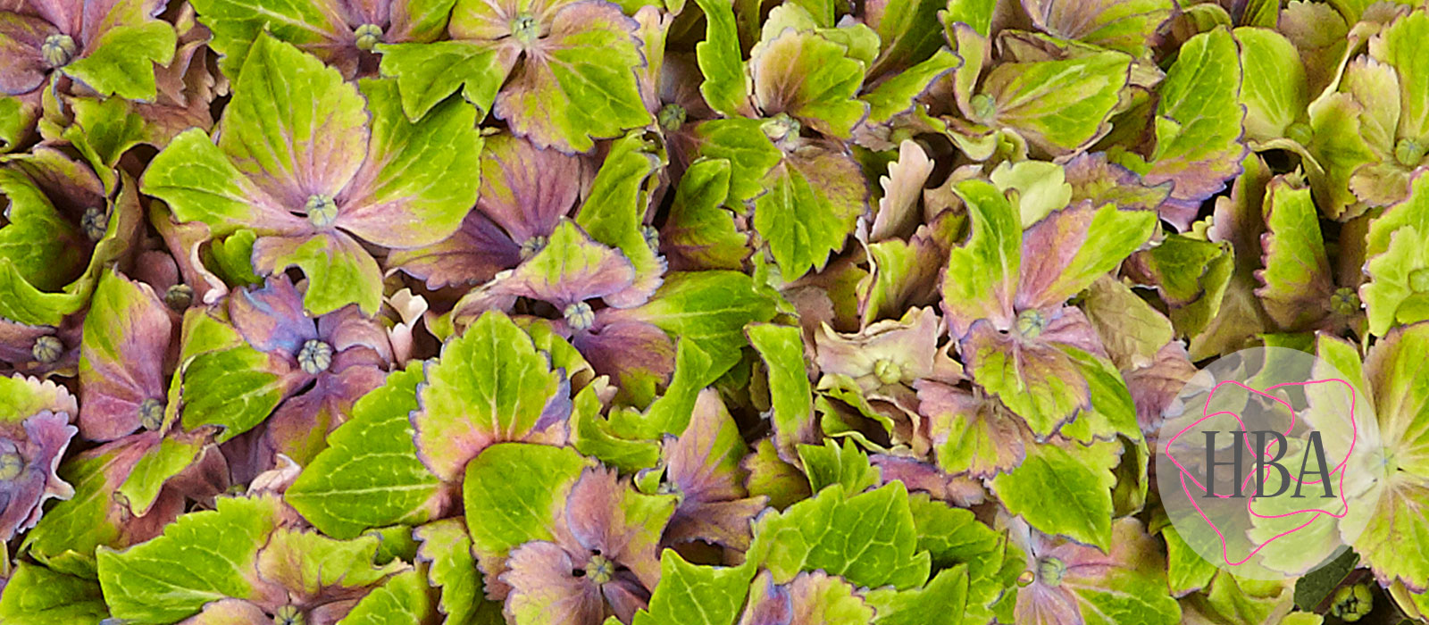 Candy-Lips-purple-H218913-HBA