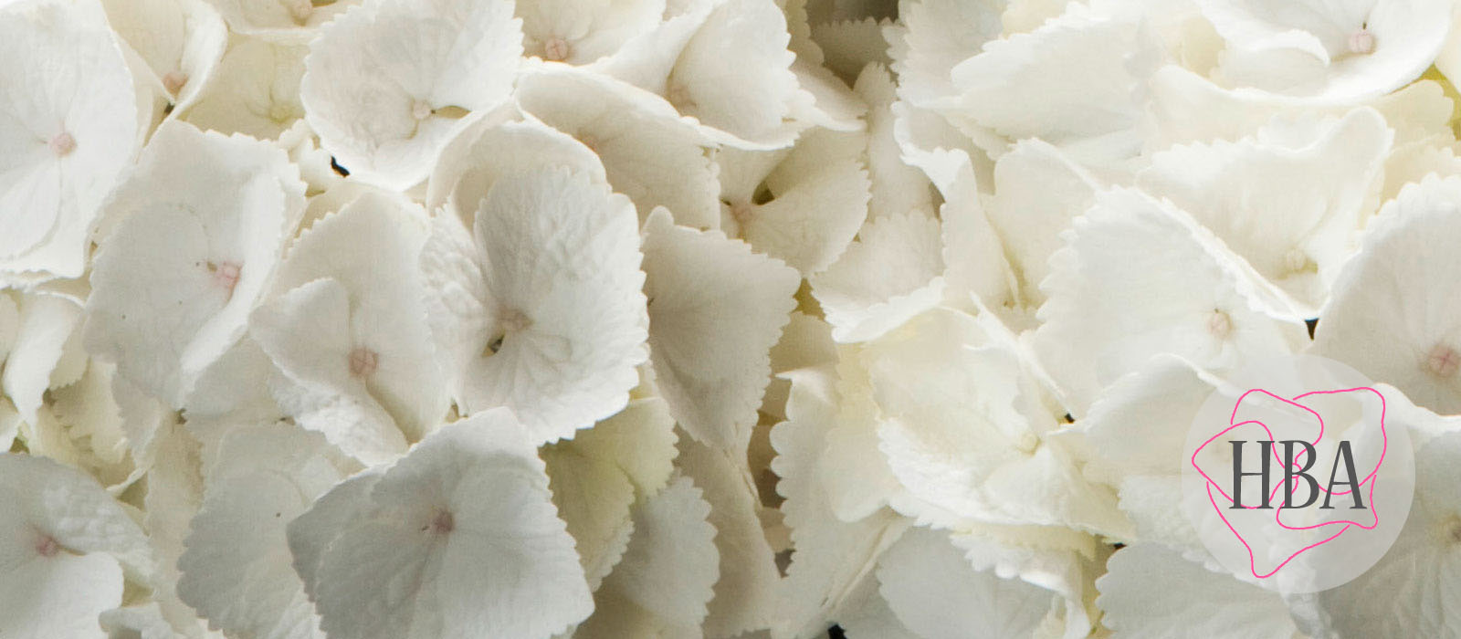 Clarissa-HBA-208901-HBA-1