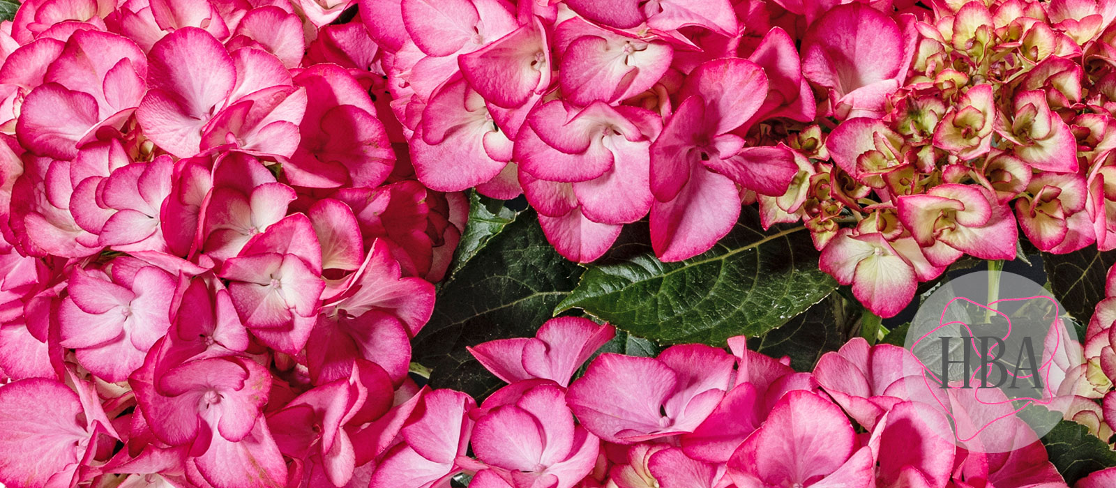 Code-Rose-Logo-HBA-slider2-1600-x700