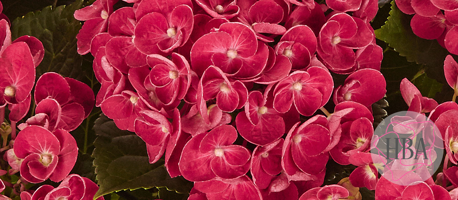 Curly-Wurly-Red-H218918-HBA