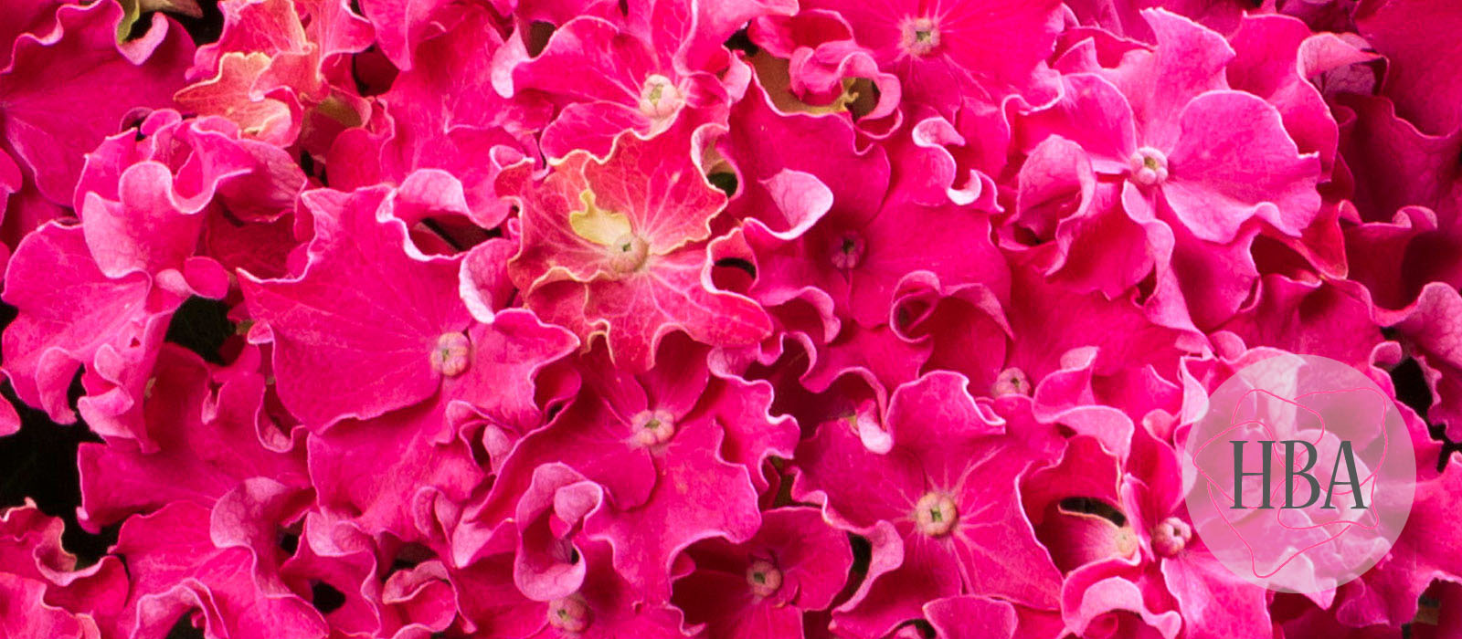 Curly®-Sparkle-H213901-1-HBA-3