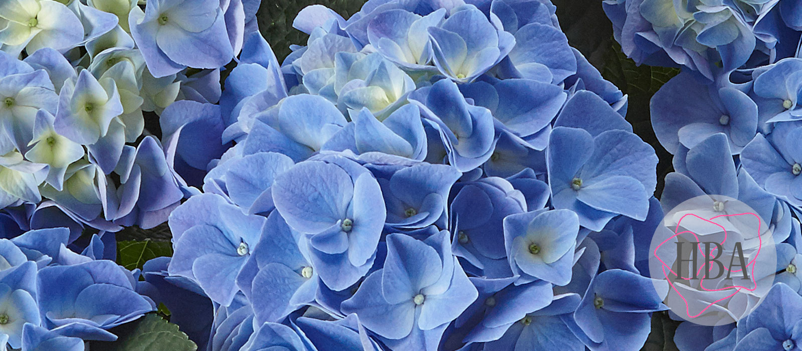 Fabolo-blue-H218911-HBA