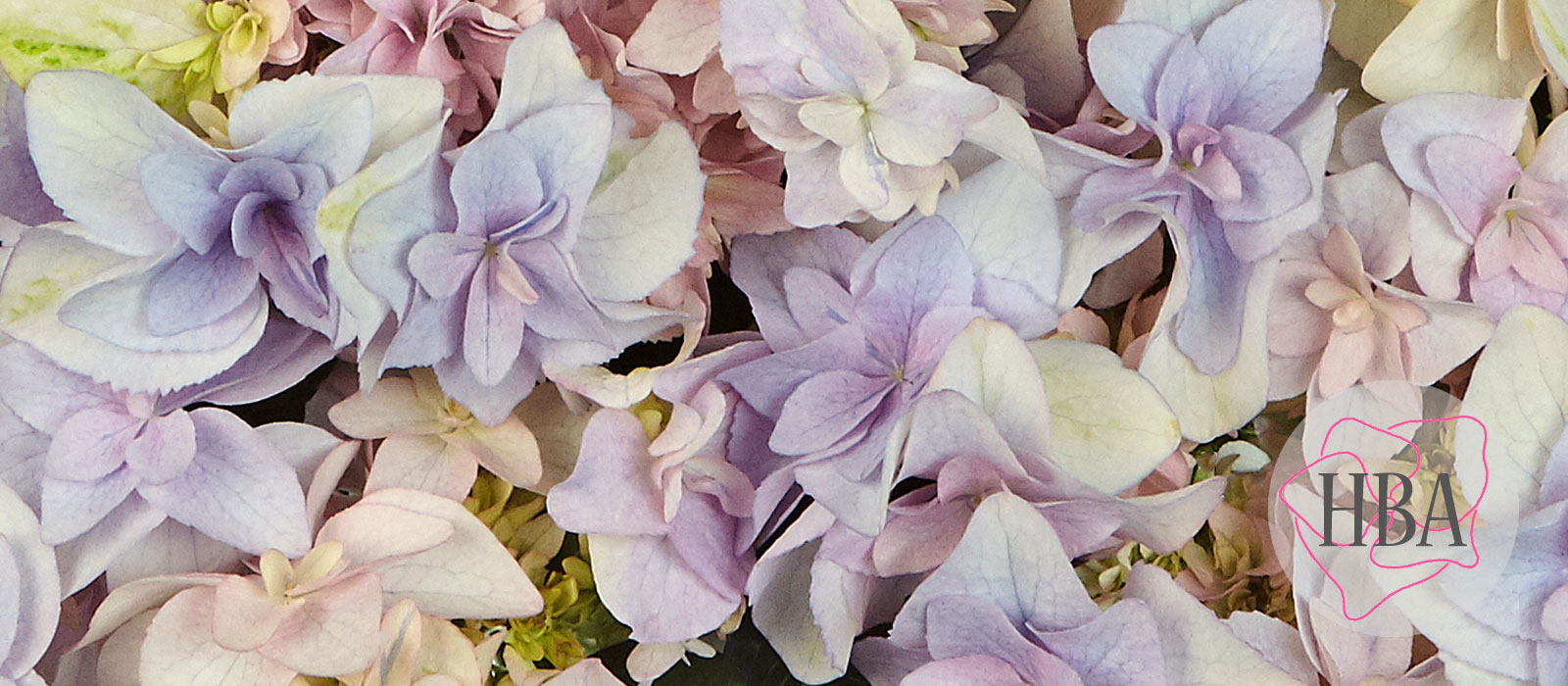 Fay-blue-H218814-HBA