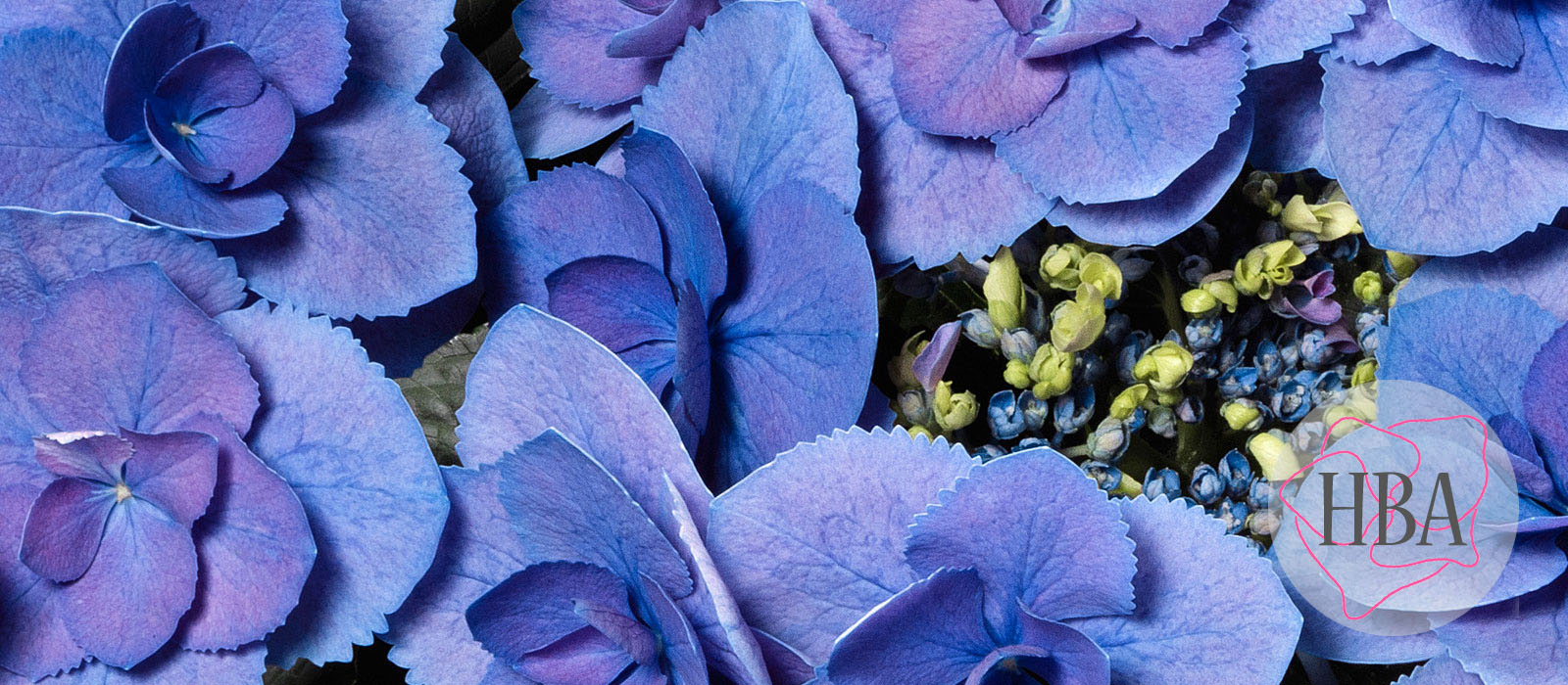 Flame-H217903-blue-HBA