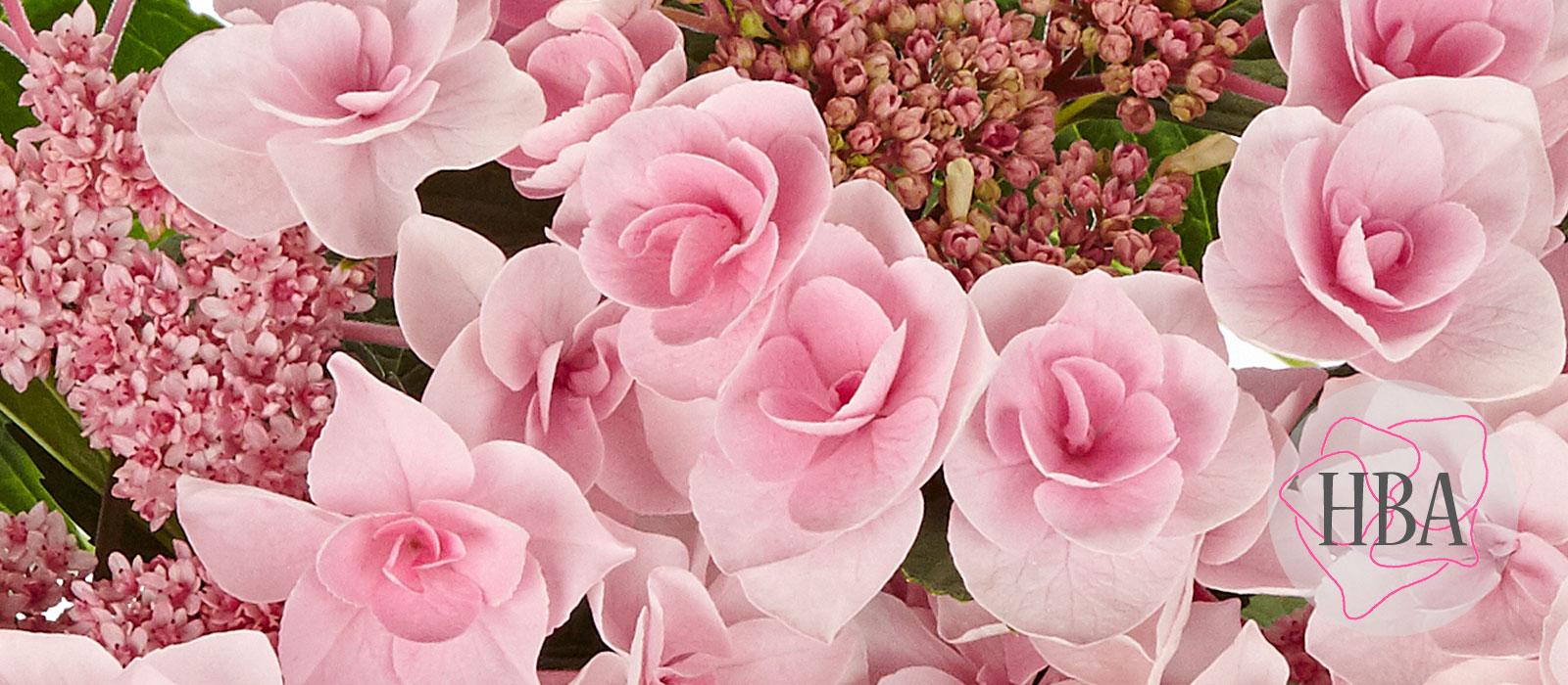 Fleurine-H218919-HBA