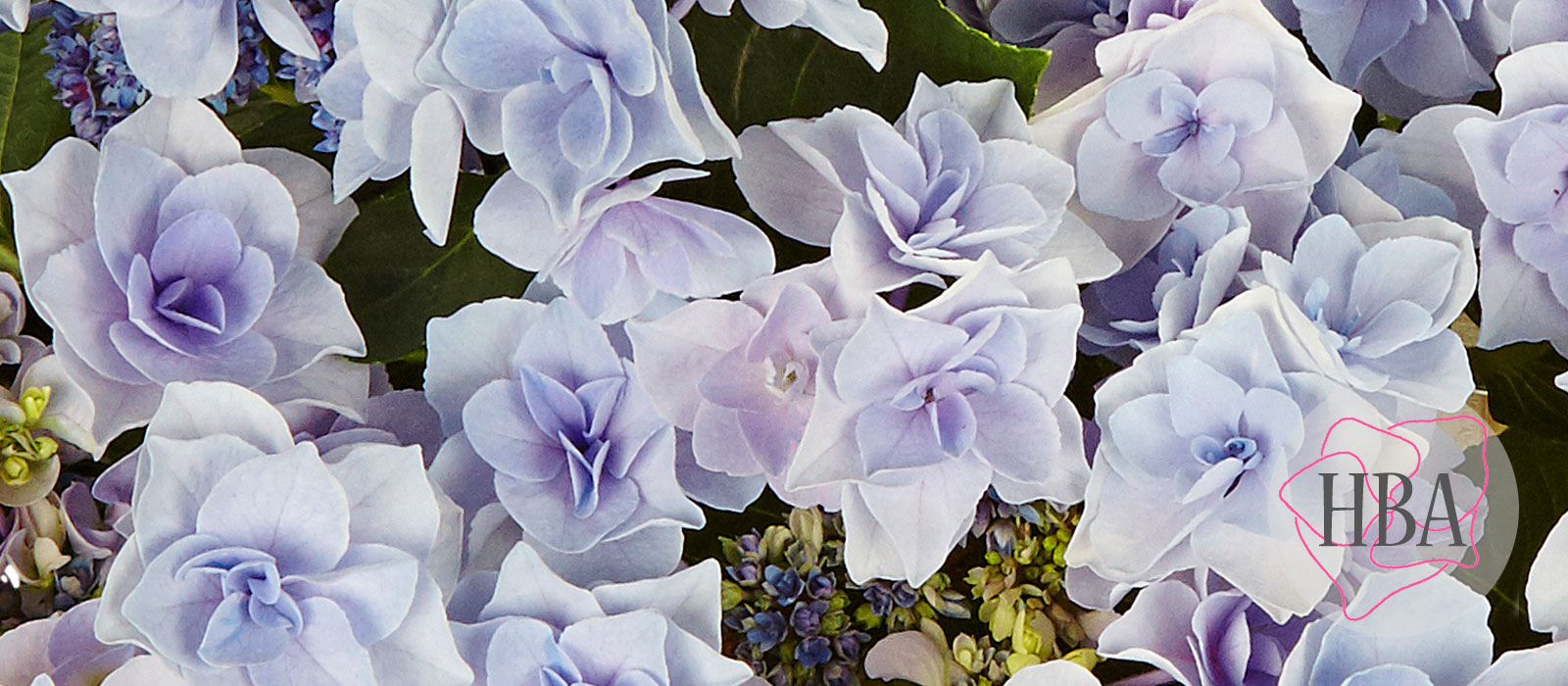 Fleurine-blue-H218919-HBA