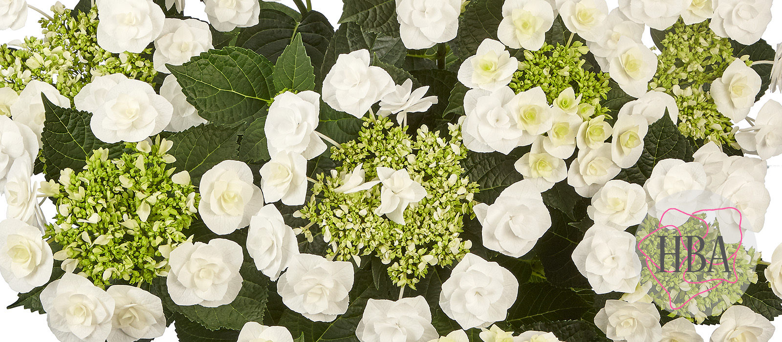 Flurry-Logo-HBA-slider-1600-x700