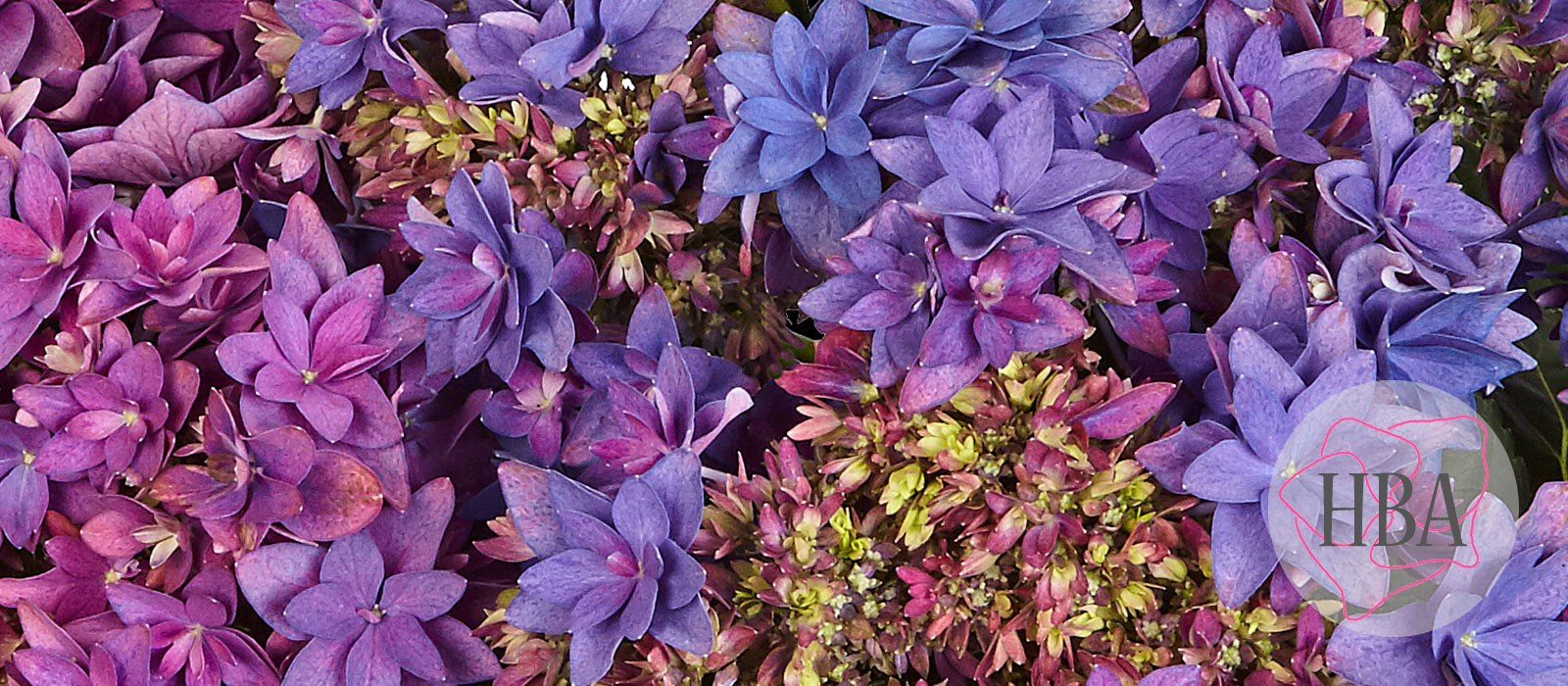 Francy-purple-H218917-HBA