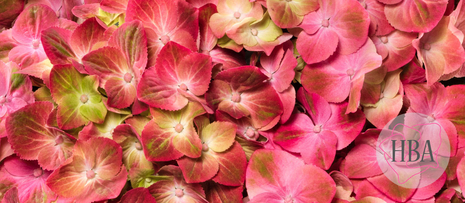 Green-Lips-HBA215910-1-HBA-1