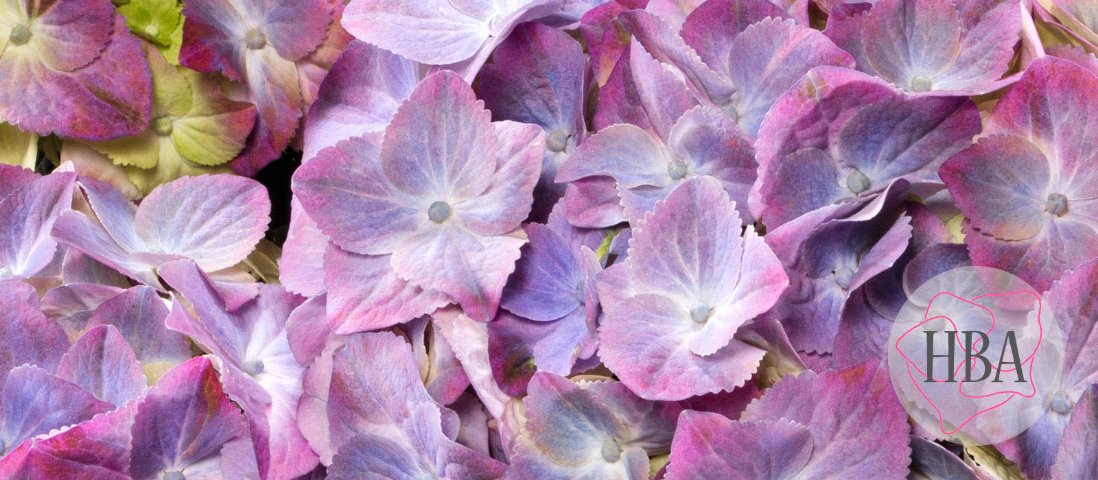 Green-Lips-HBA215910-purple-HBA