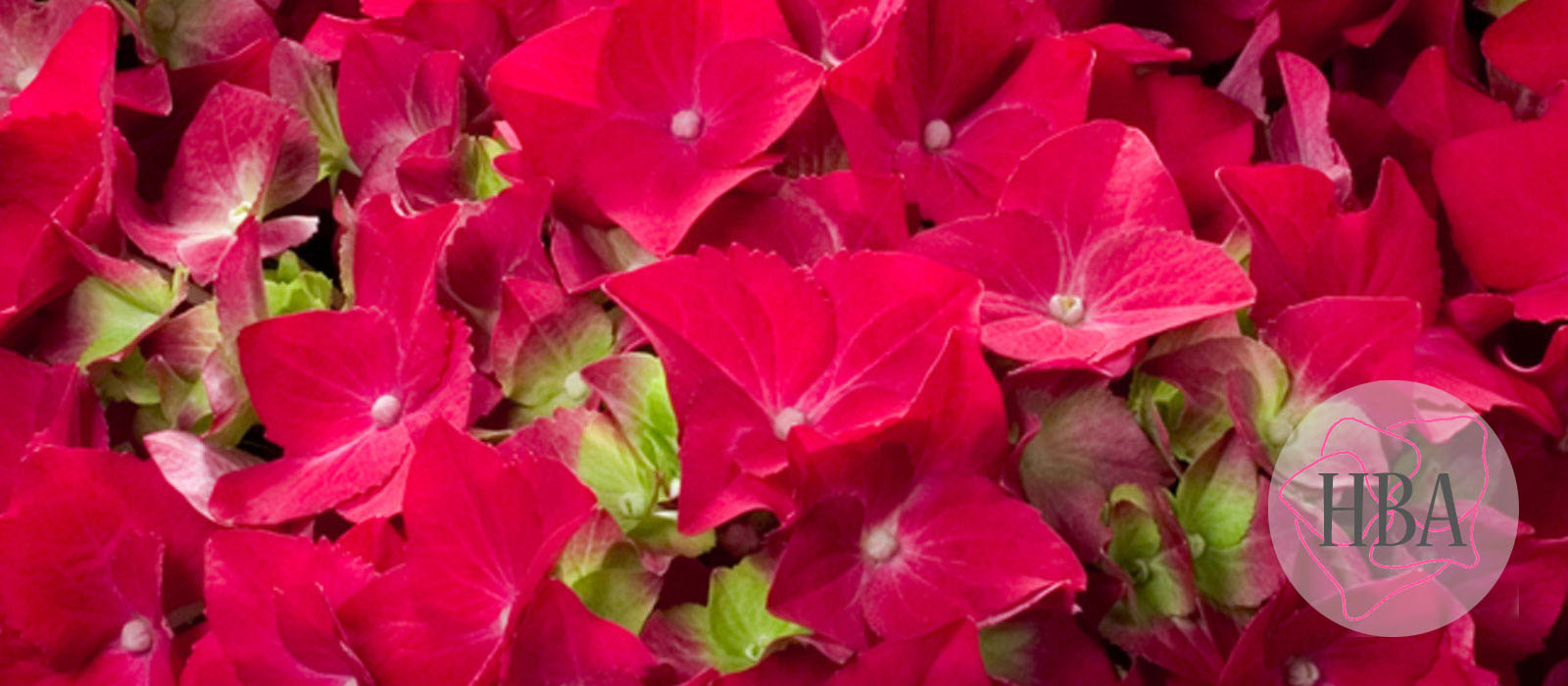 Hot-Red-Agrihydradrie-1-HBA-1