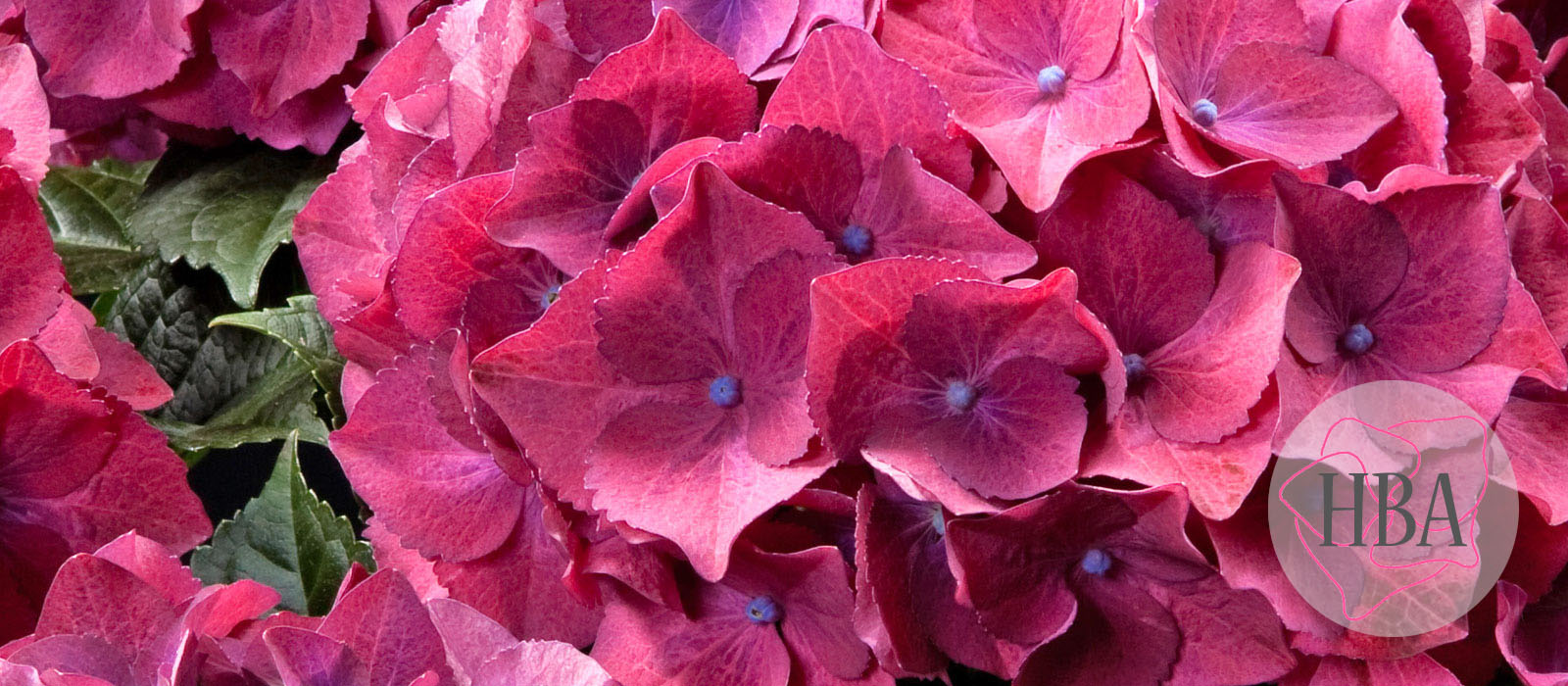 Hot-Red-Agrihydradrie-2-HBA-1