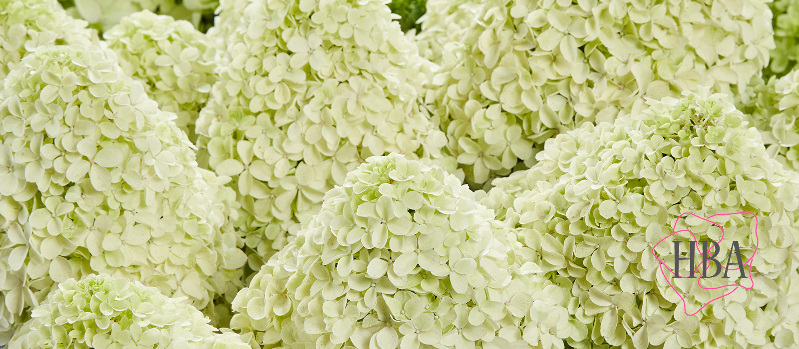 Hydr-paniculata-PANDALUS-1-HBA-slider-1600-x700