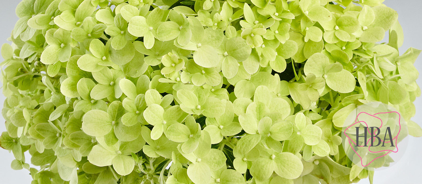 Hydr-paniculata-PANDORA-HP217902-1-HBA-1