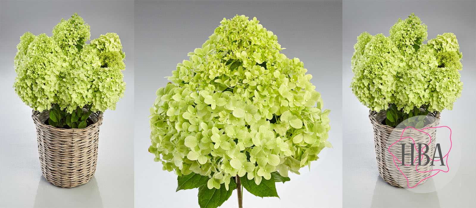 Hydr-paniculata-PANDORA-HP217902-2-HBA-1