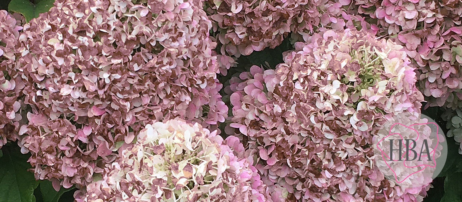 Hydr-paniculata-PANDORA-HP217902-AUTUMN-HBA