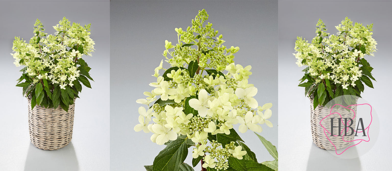 Hydr-paniculata-PANDRIA-HP217904-2-HBA-1