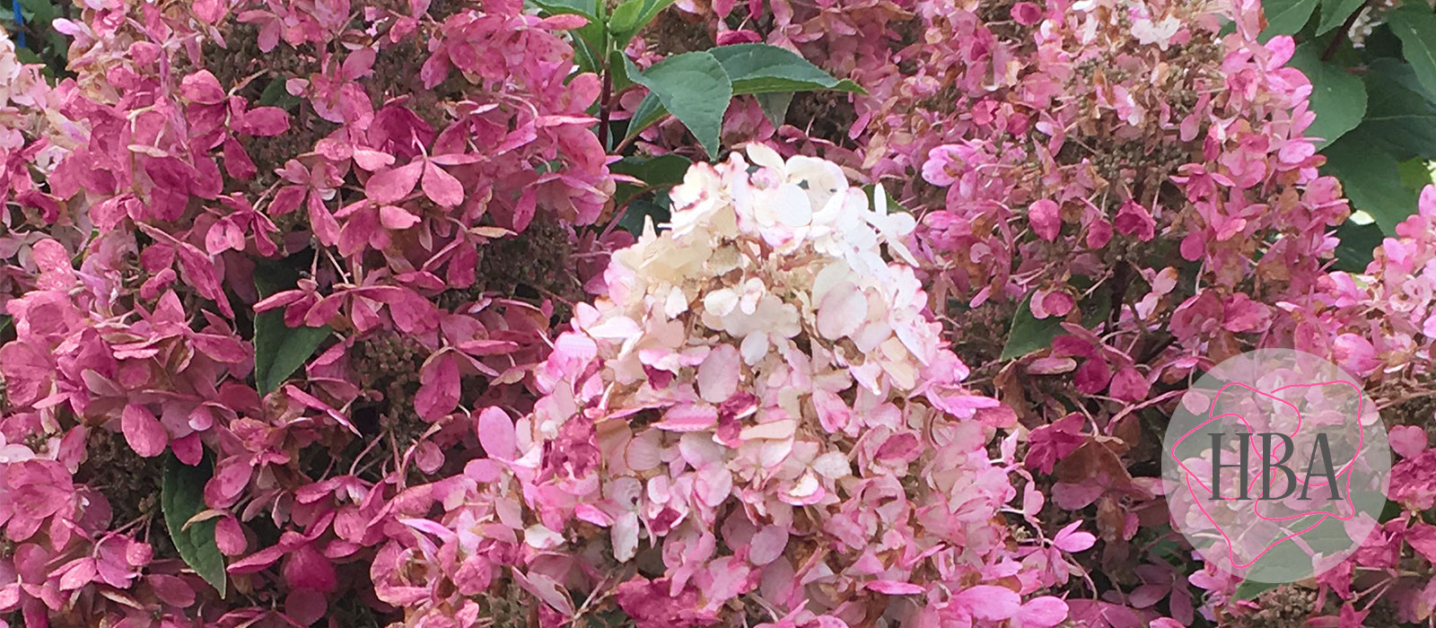 Hydr-paniculata-PANDRIA-HP217904-AUTUMN-HBA