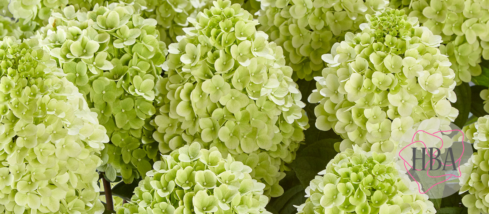 Hydr-paniculata-PANENKA-HP219901-1-HBA