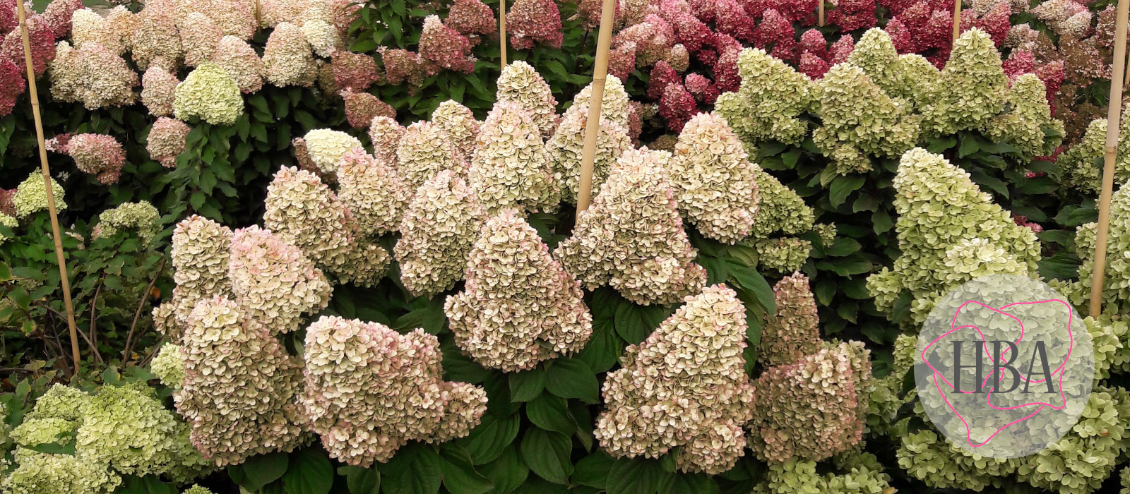 Hydr-paniculata-PANENKA-HP219901-3-HBA