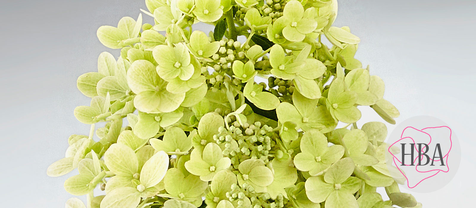 Hydr-paniculata-PANFLORA-HP217901-1-HBA-1