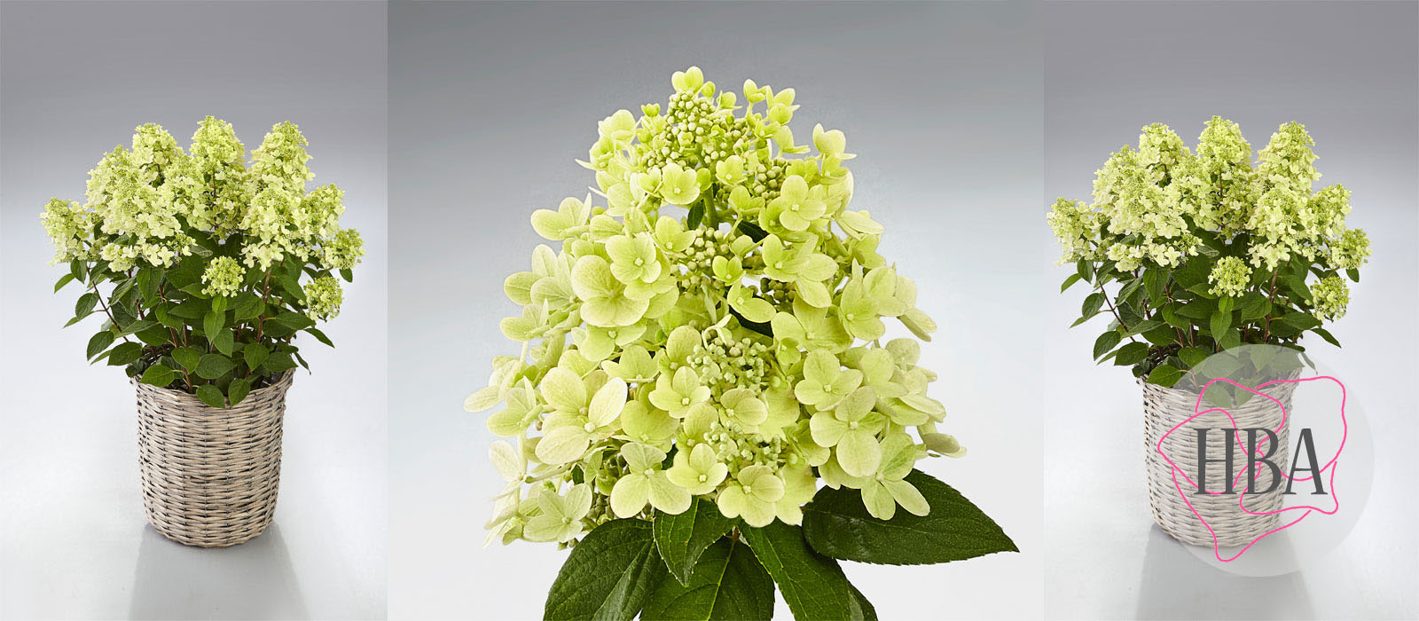 Hydr-paniculata-PANFLORA-HP217901-2-HBA-1