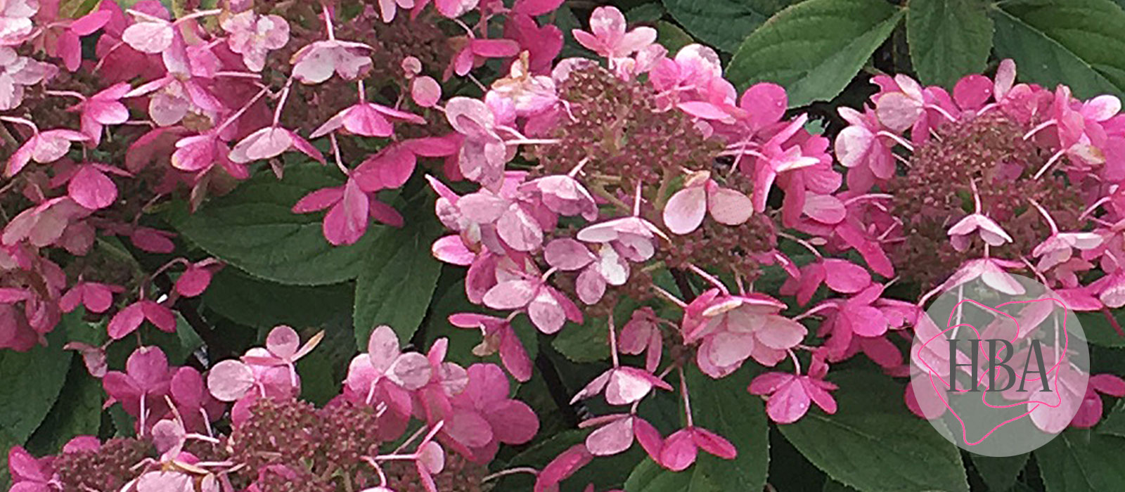 Hydr-paniculata-PANFLORA-HP217901-AUTUMN-HBA