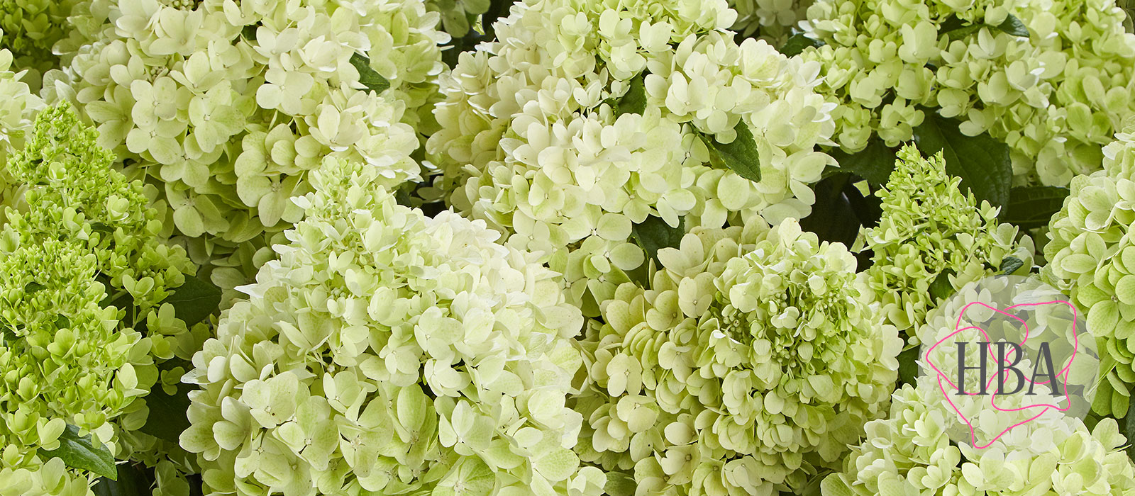 Hydr-paniculata-PANORAMA-H219902-1-HBA