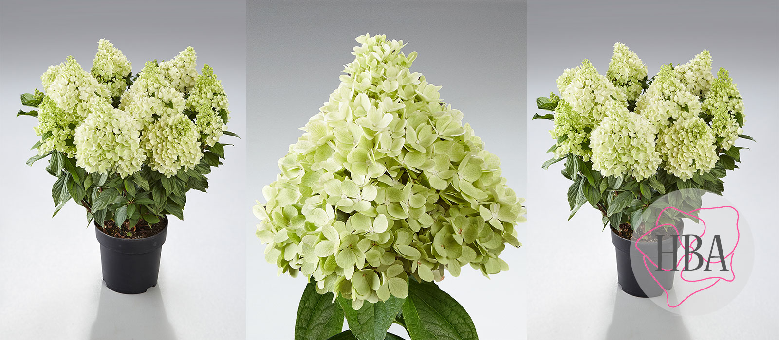 Hydr-paniculata-PANORAMA-HP219902-2-HBA