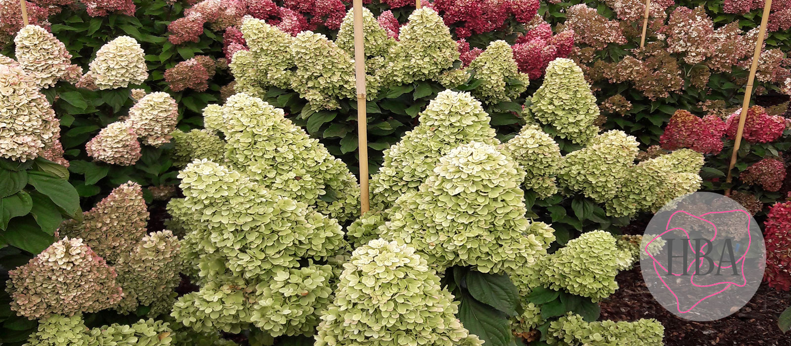 Hydr-paniculata-PANORAMA-HP219902-3-HBA