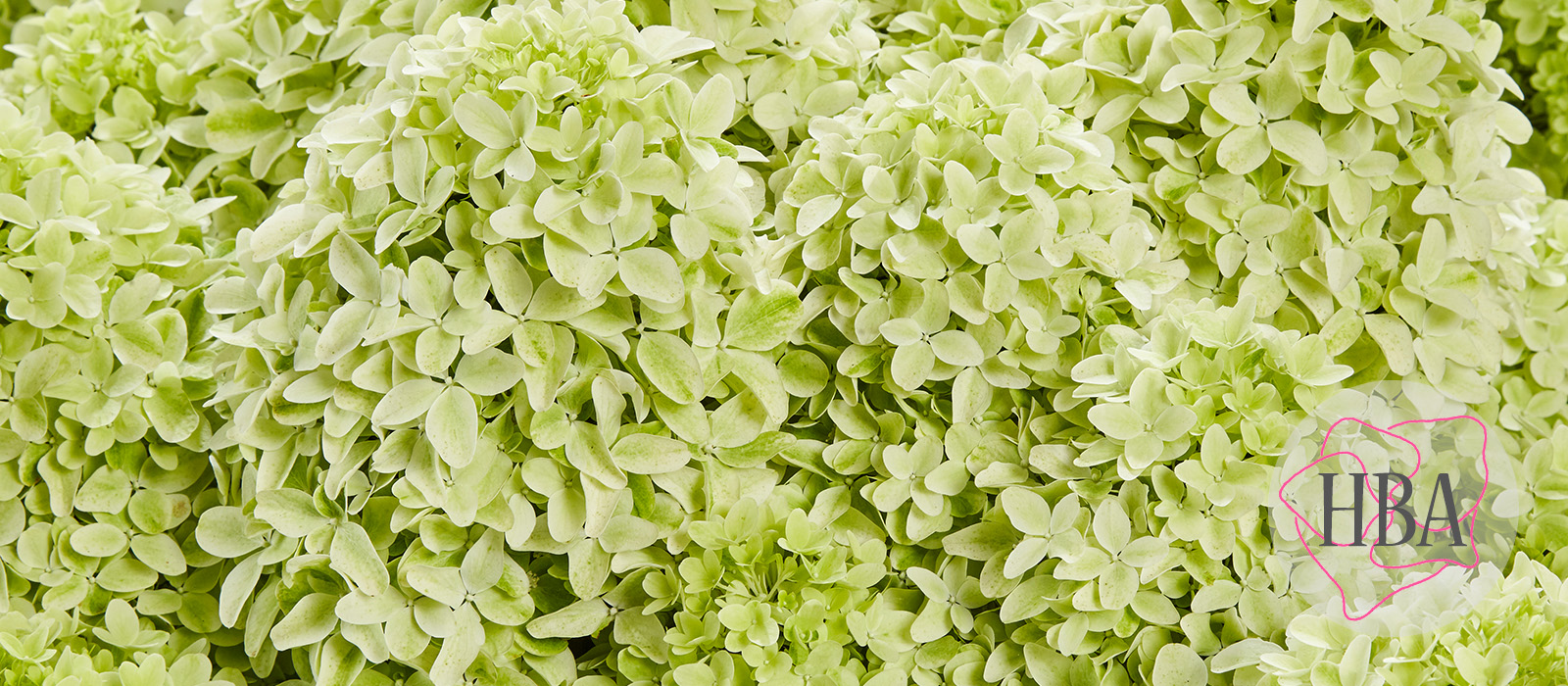 Hydr-paniculata-PANama-1-HBA-slider-1600-x700