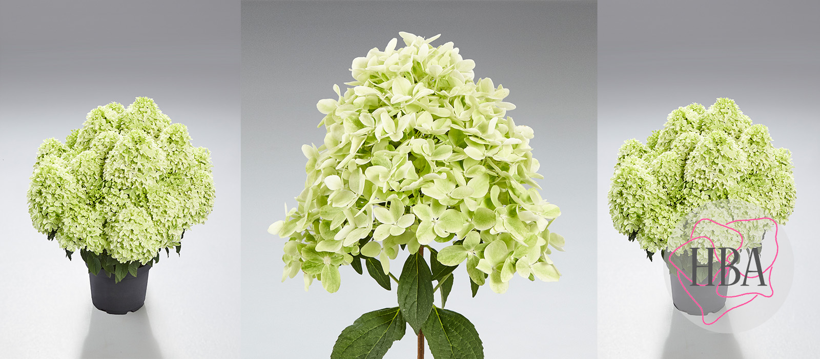 Hydr-paniculata-PANama-3-HBA-slider-1600-x700