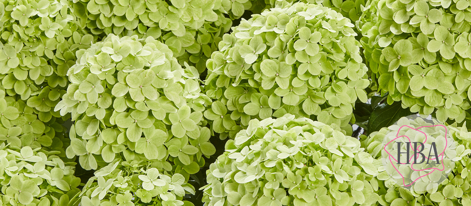 Hydr-paniculata-PANcetta-1-HBA-slider-1600-x700