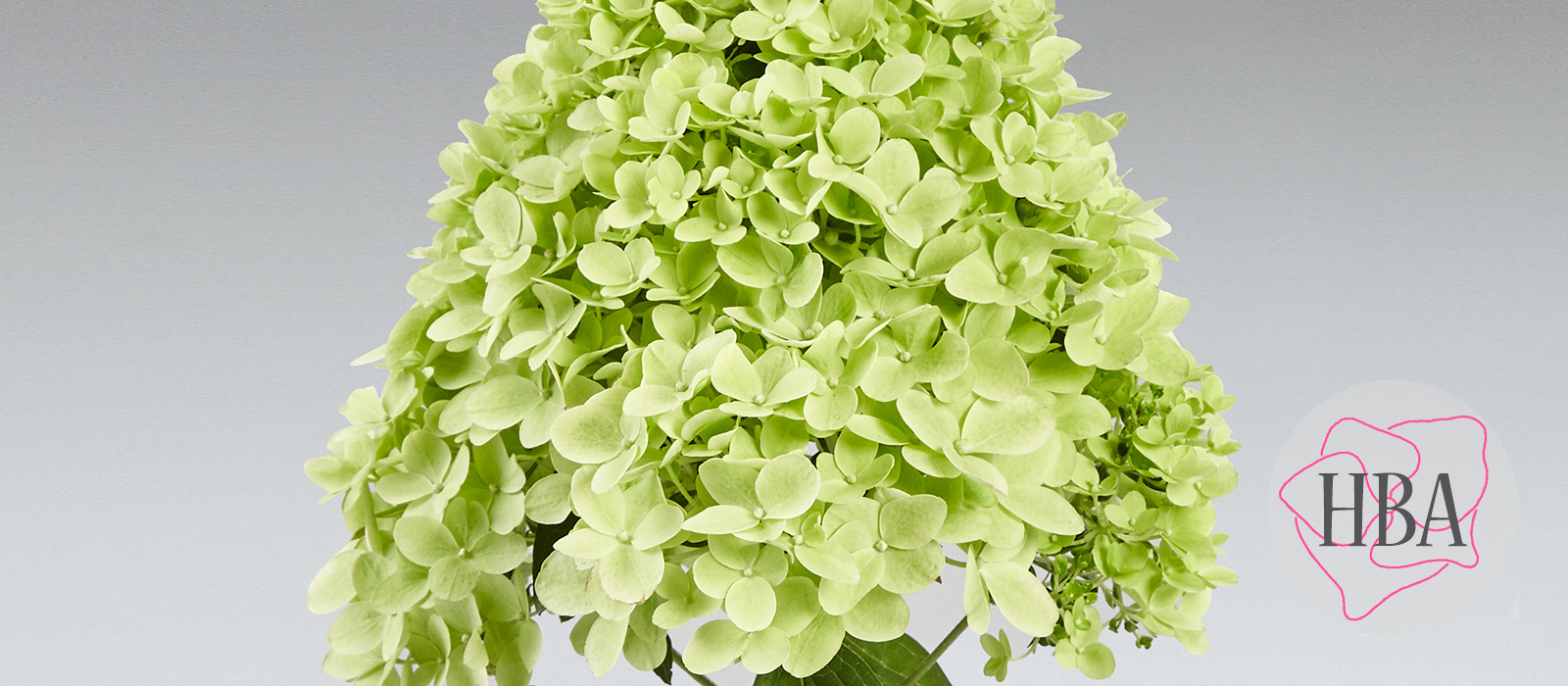 Hydr-paniculata-PANcetta-2-HBA-slider-1600-x700