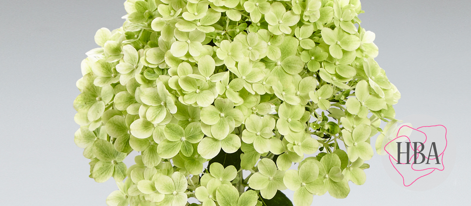 Hydr-paniculata-PANsana-2-HBA-slider-1600-x700