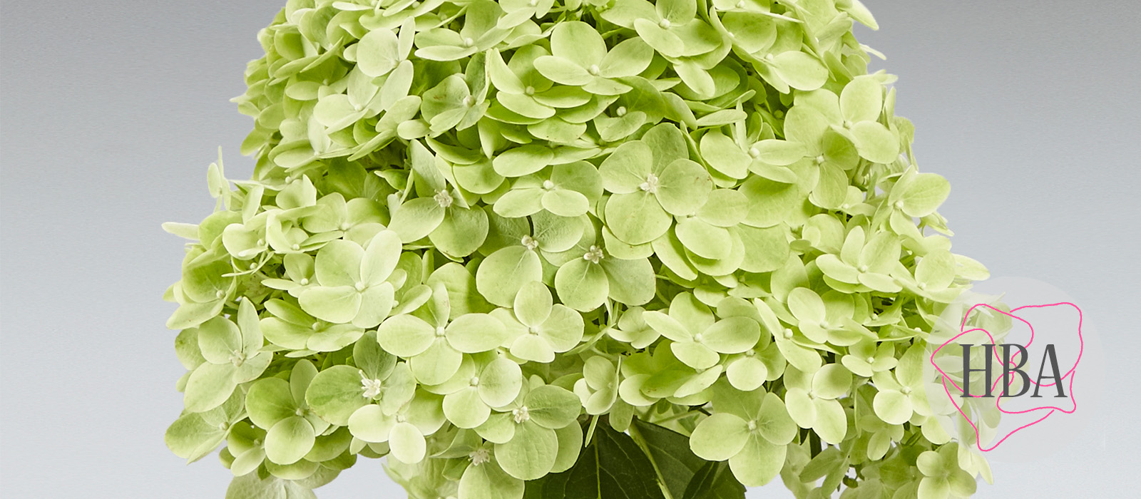 Hydr-paniculata-PANtera-2-HBA-slider-1600-x700