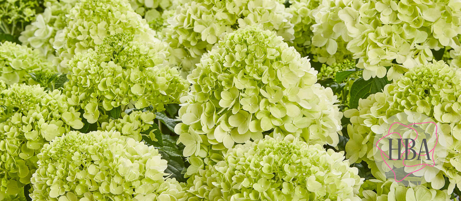 Hydr-paniculata-PANtonella-1-HBA-slider-1600-x700