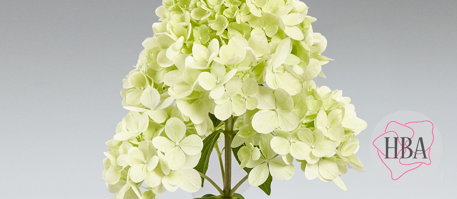 Hydr-paniculata-PANtonella-2-HBA-slider-1600-x700