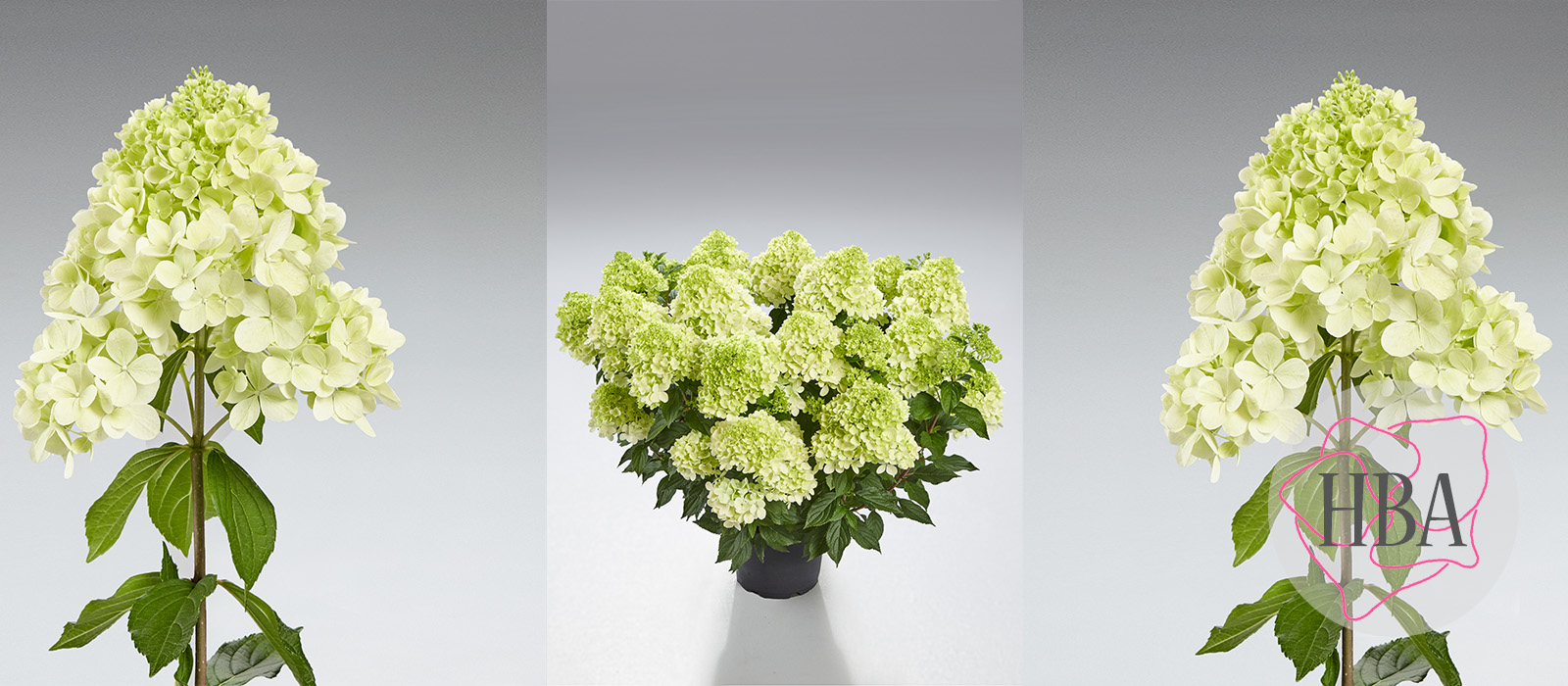 Hydr-paniculata-PANtonella-3-HBA-slider-1600-x700