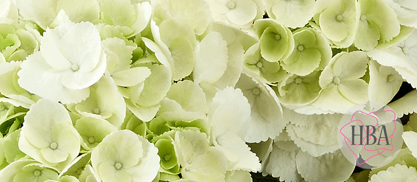 Ice-Girl-H215909-HBA-1