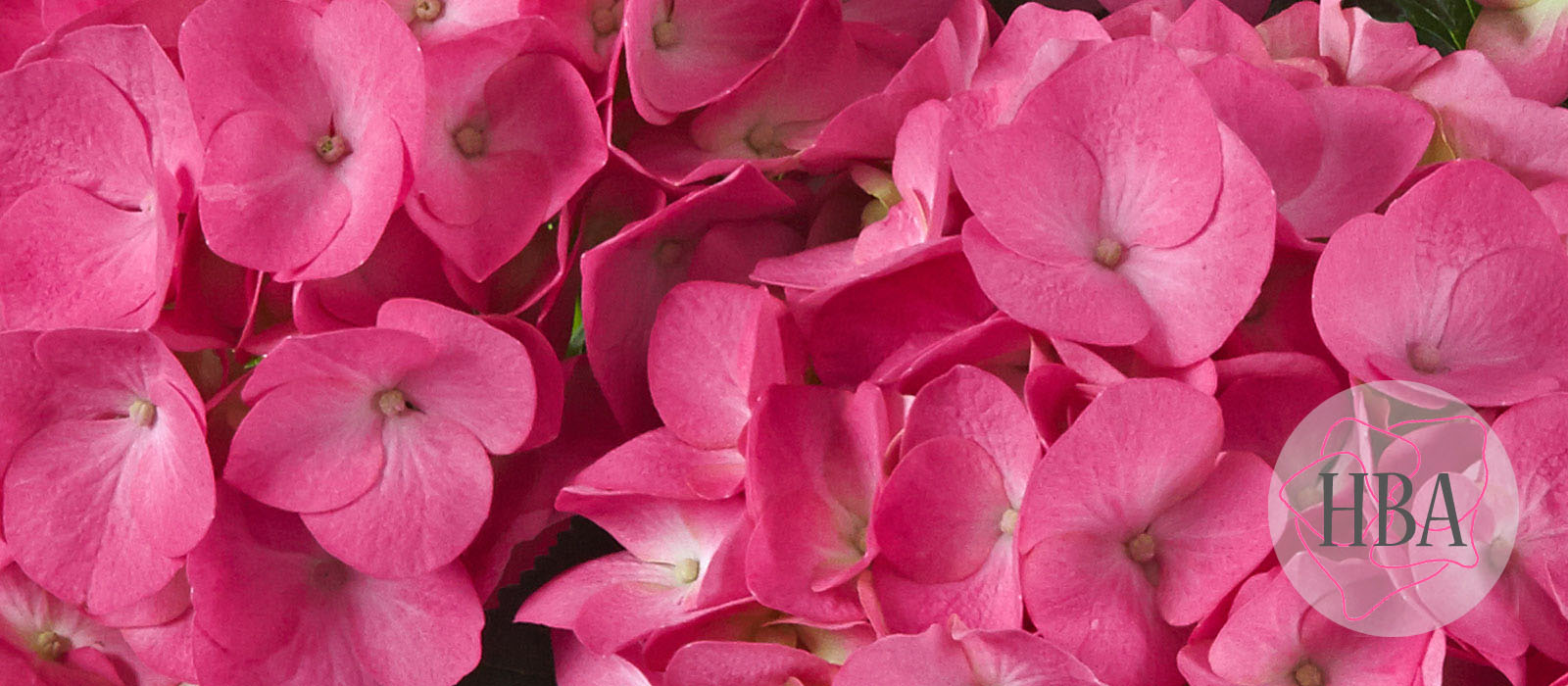 Jip-pink-H213906-2-HBA