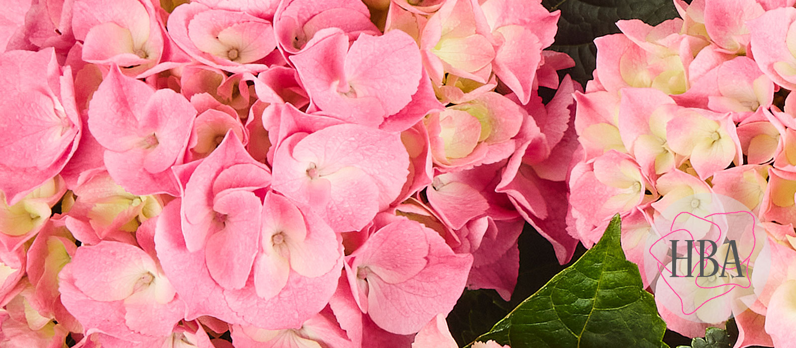 Marine-Pink-H212902-HBA