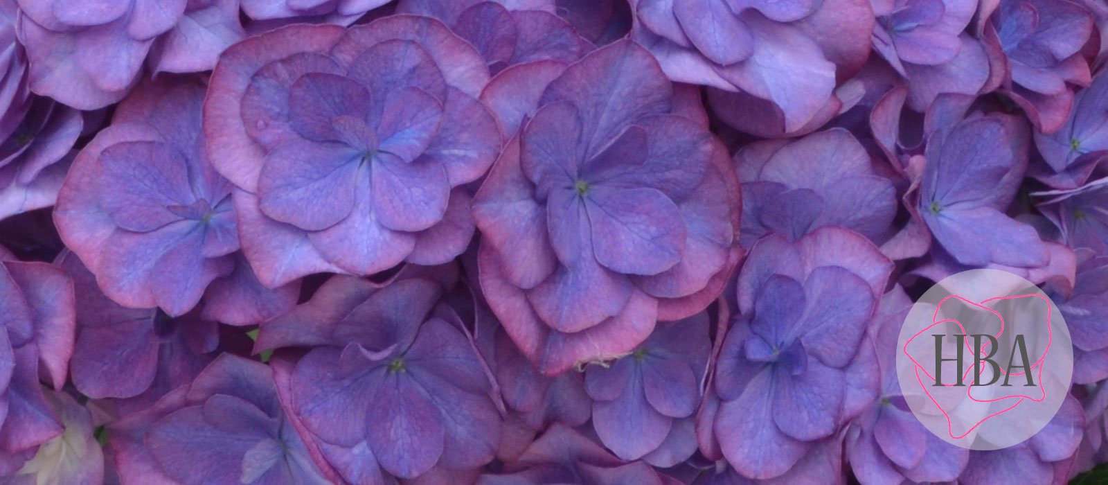 ROYAL-ANASTASIA-BLUE-H218925-HBA