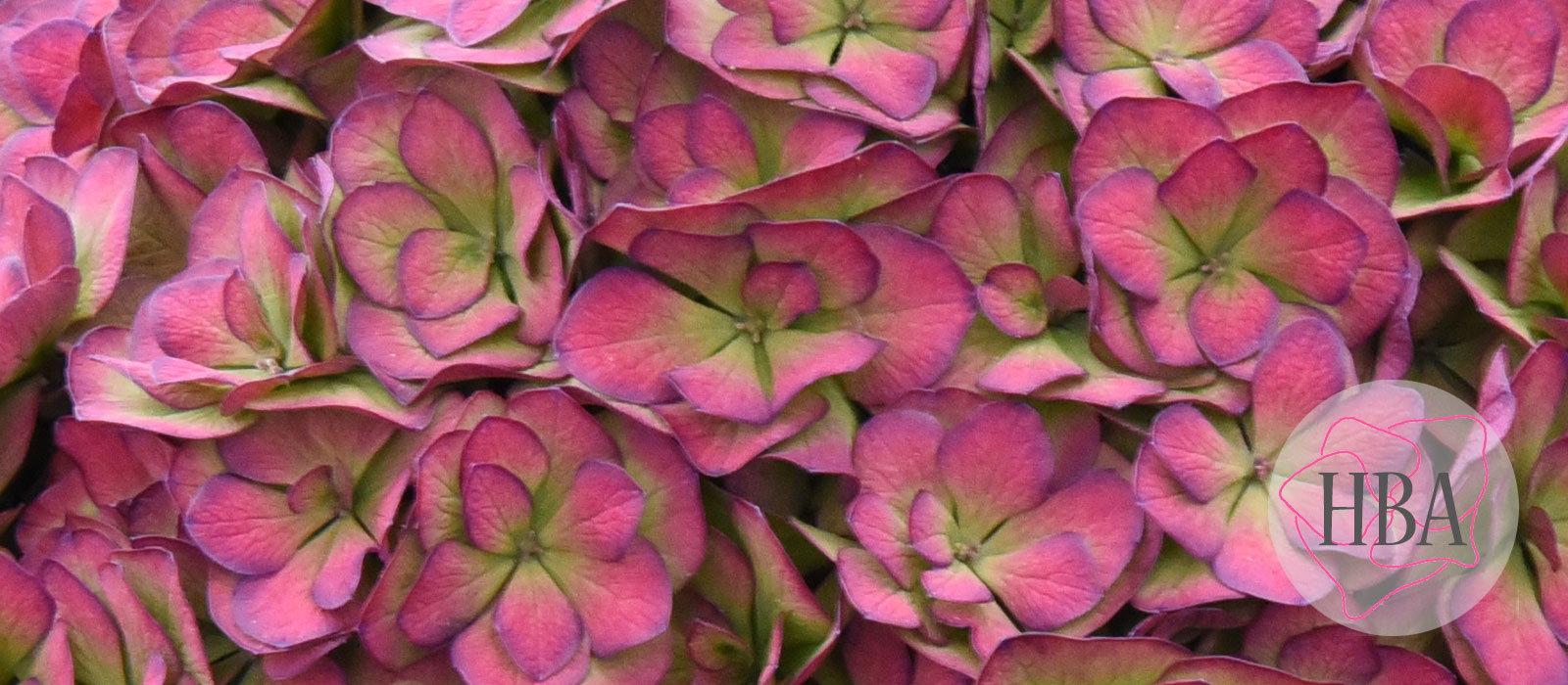 ROYAL-ANASTASIA-blue-classic-H218925-HBA-6